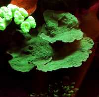 Montipora talerzowa akwarium morskie