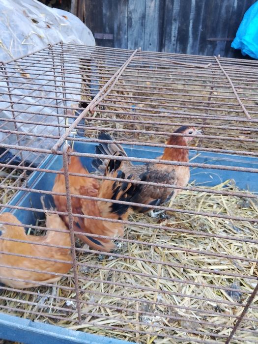 Sprzedam kurki saremki