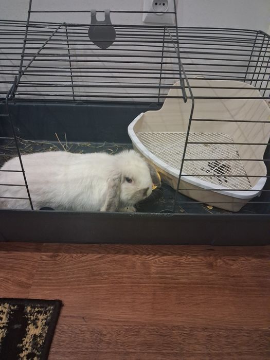 Mini lop samiczka z klatka