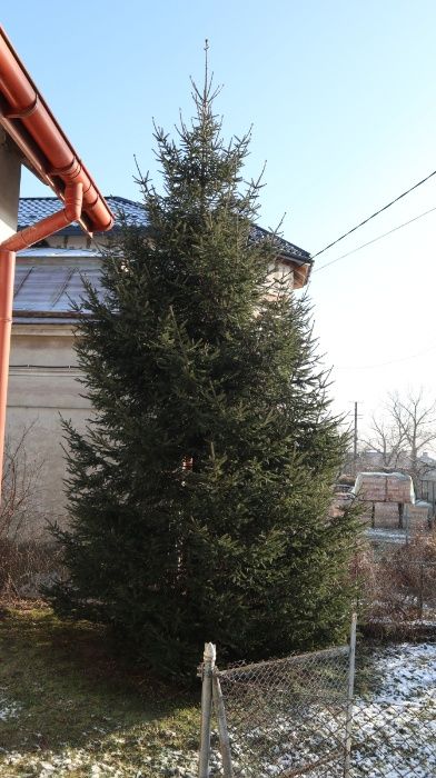 Ялинка 10 метрів елка ель гілки ялинки для декору