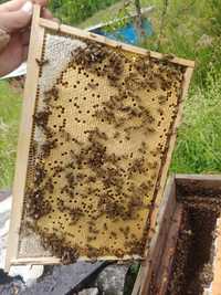 Бджолосімі без вуликів