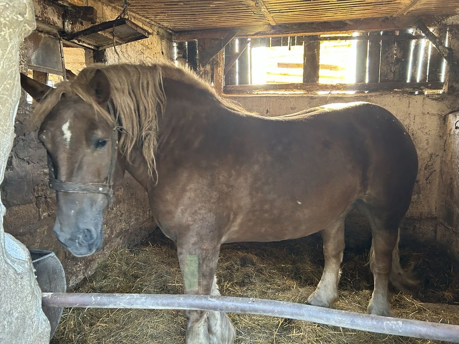 Zamienie poteżna klacz zimnokrwistą