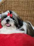 Przepiękny chłopczyk Shih-Tzu gotowy na zmianę domu
