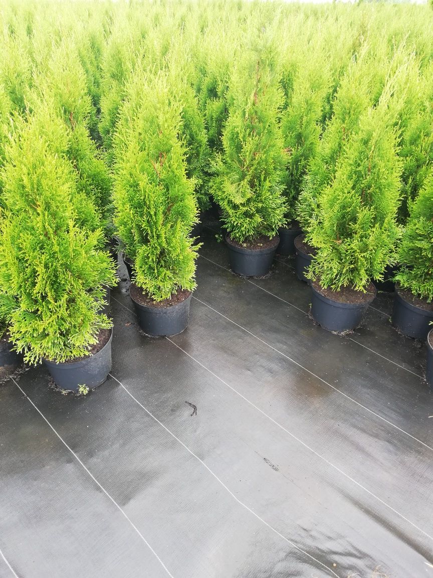 Tuja Thuja szmaragd 100cm Transport do klienta