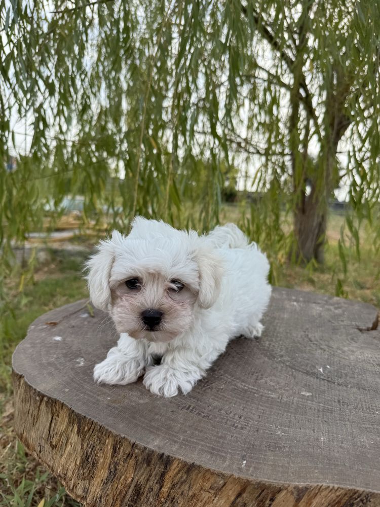 Bichon Maltês fofinho