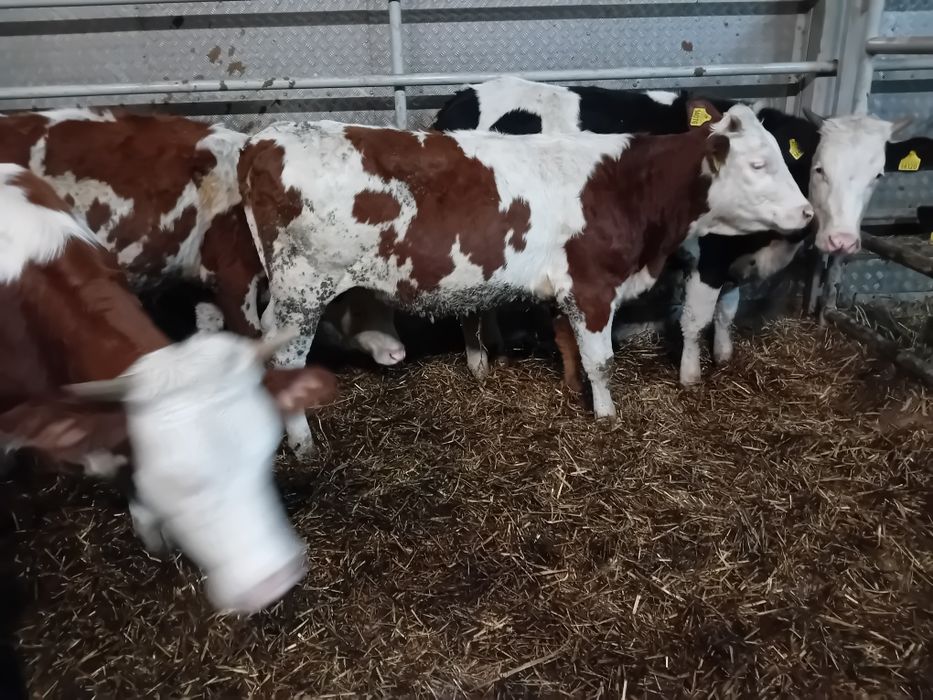 Sprzedam 3 Byki Siwe 5 jałowek simetal 300 kg