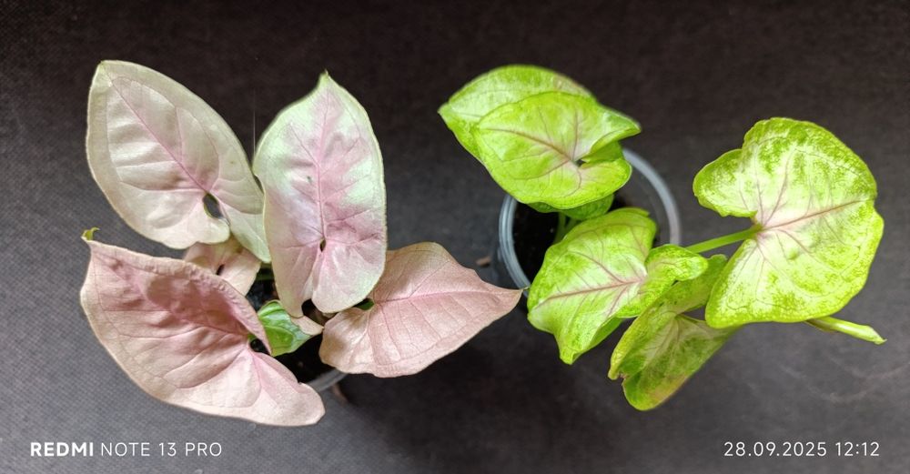 Сингоніуми Neon Pink, White Butterfly