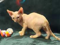 Golden uroczy rudzielec devon rex PZF