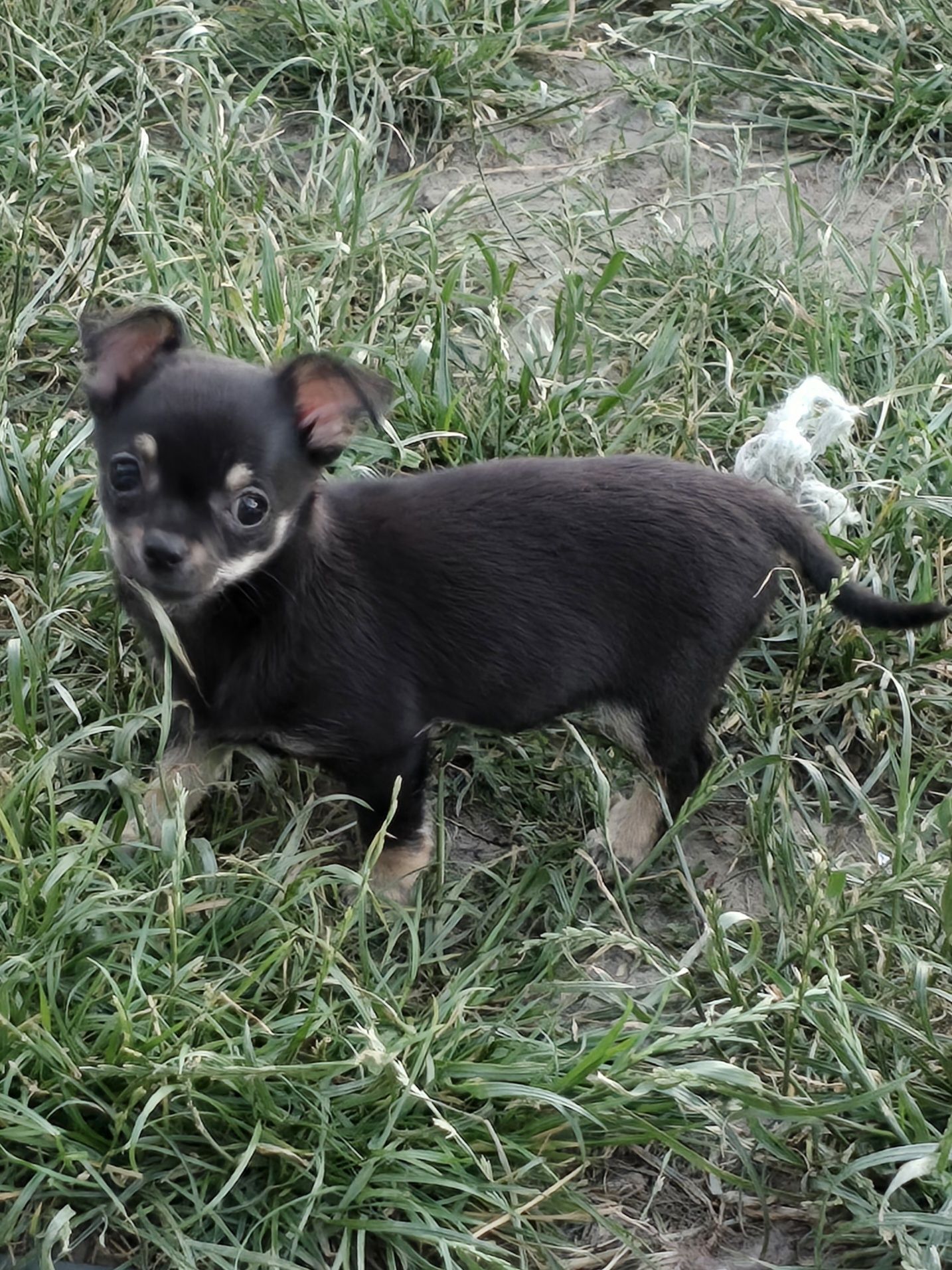 Chihuahua piesek