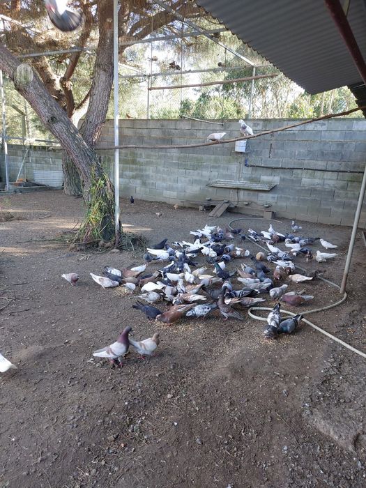 Pombos diversas cores