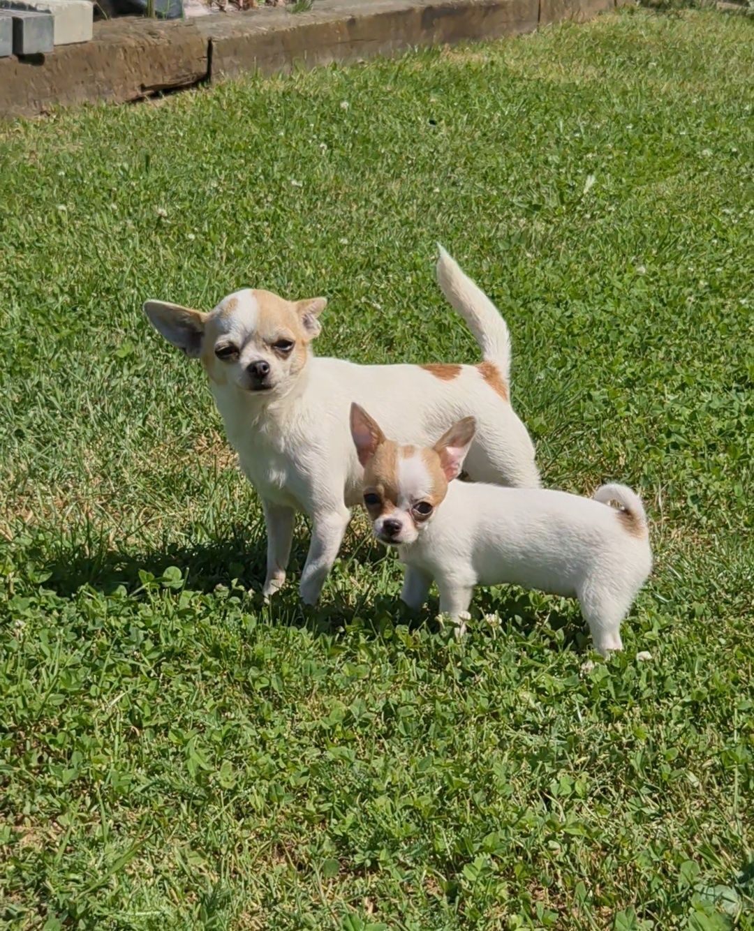 Gotowa do odbioru śliczna suczka chihuahua