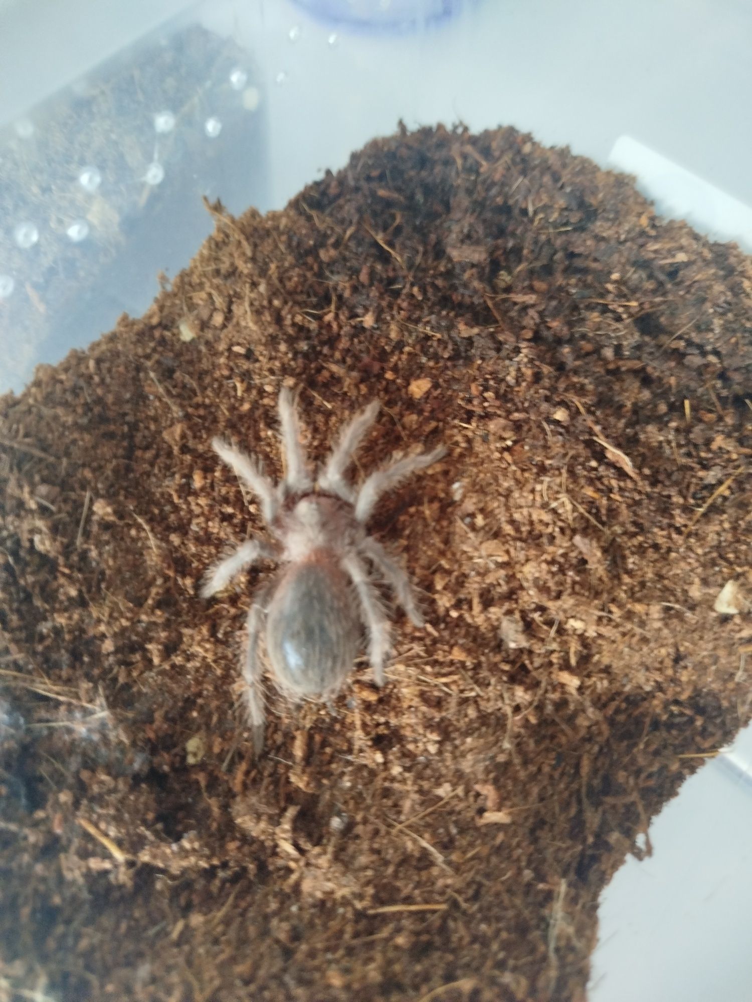 Lasiodore parahybana 3dc