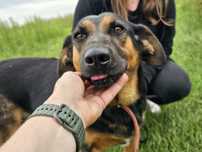 Wyjątkowa suczka Brenda do adopcji