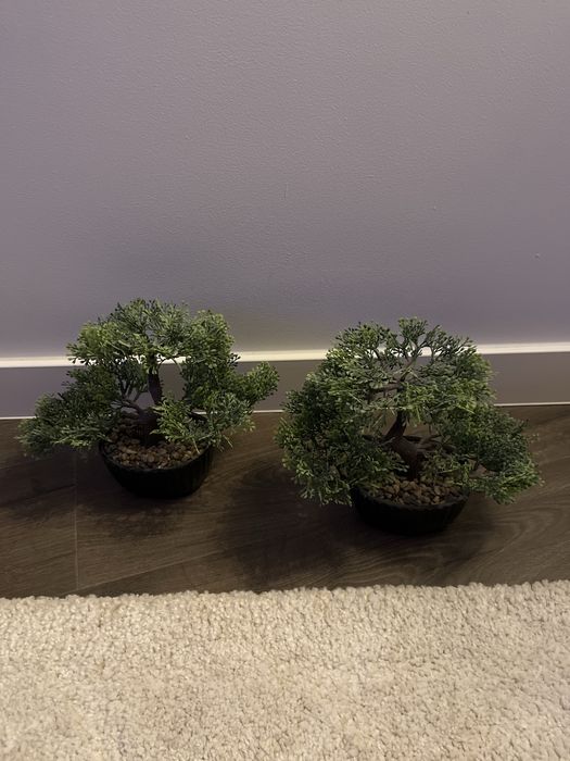 Drzewko bonsai Stefan Jysk