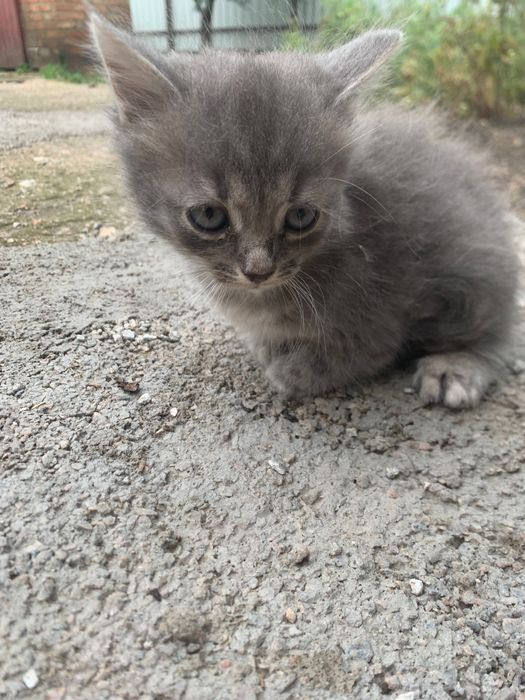 Кошенята у добрі руки