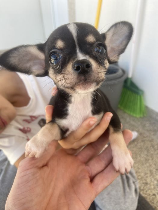Chihuahua macho top