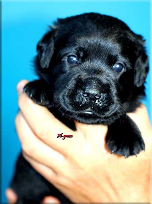 Labrador Retriever  czarny piesek ZKwP/FCI