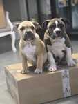 American staffordshire terrier Amstaff FCI ZKwP z rodowodem