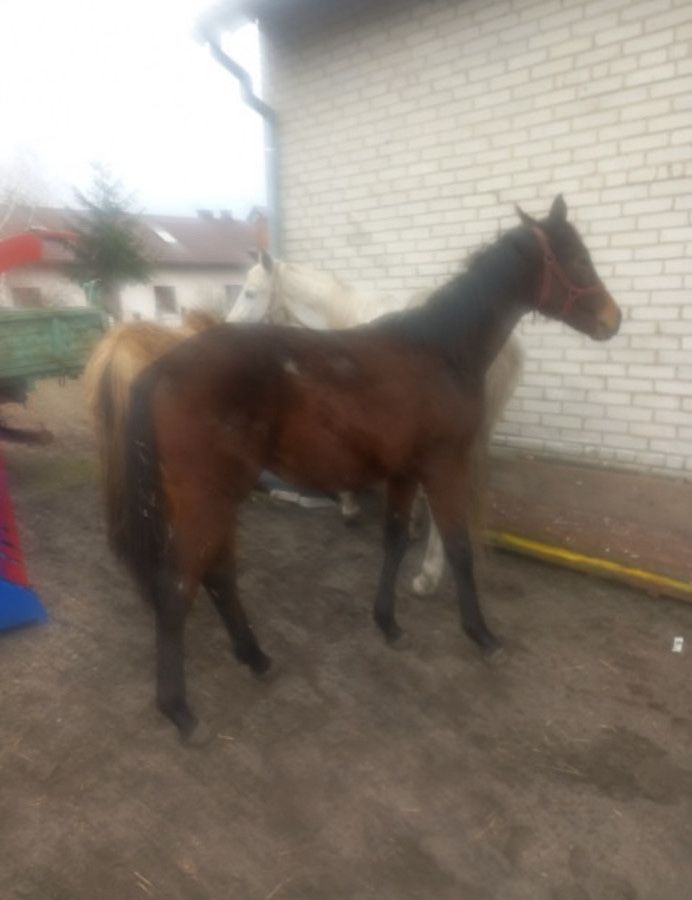 Sprzedam konia małopolskiego