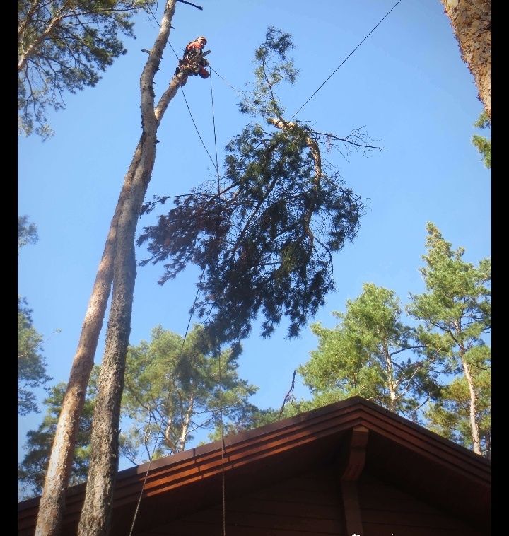 Спил деревьев любой сложности !!! Корчевание, уборка участка.