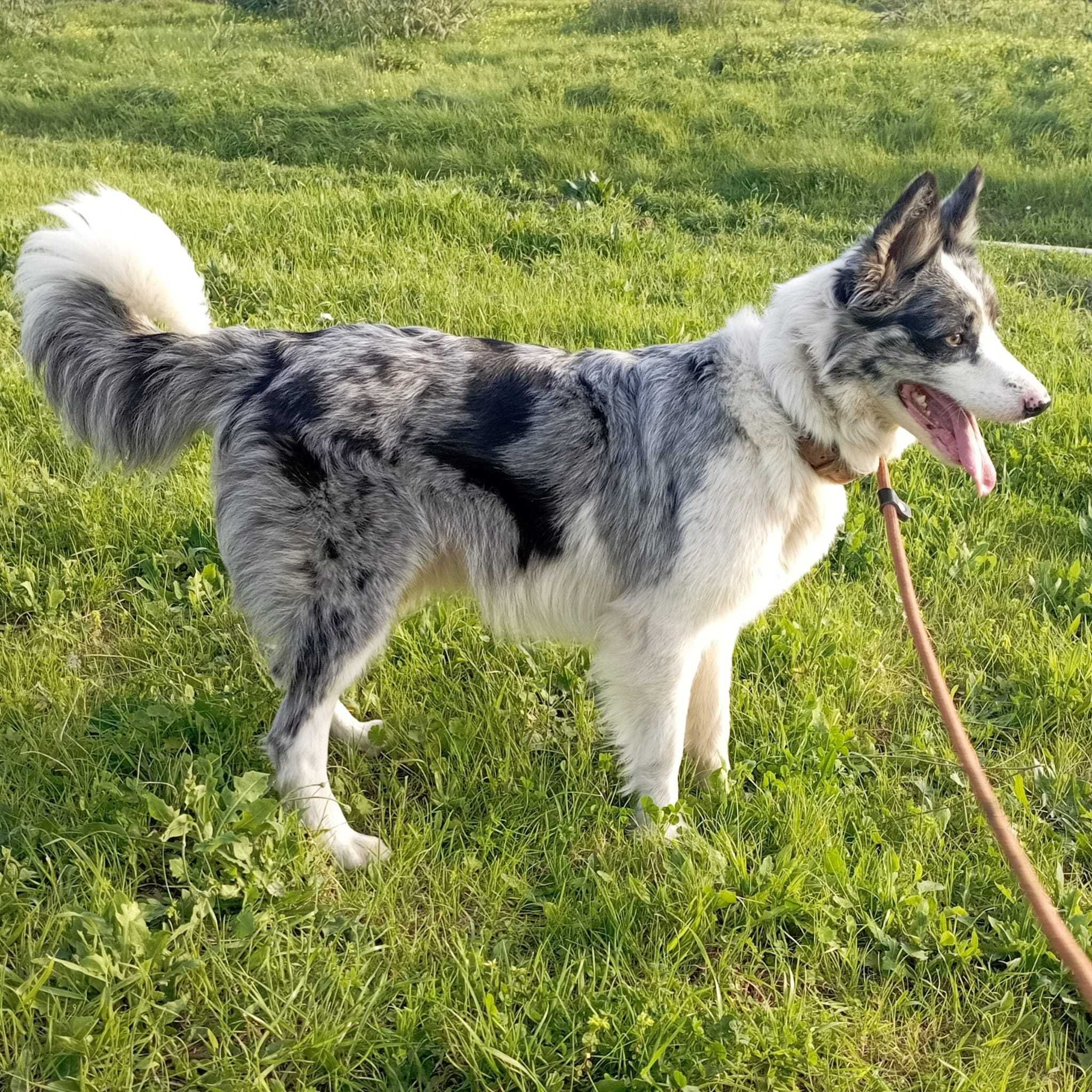 Border collie macho preto e branco