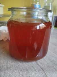 Kombucha grzyb japoński  SCOBY