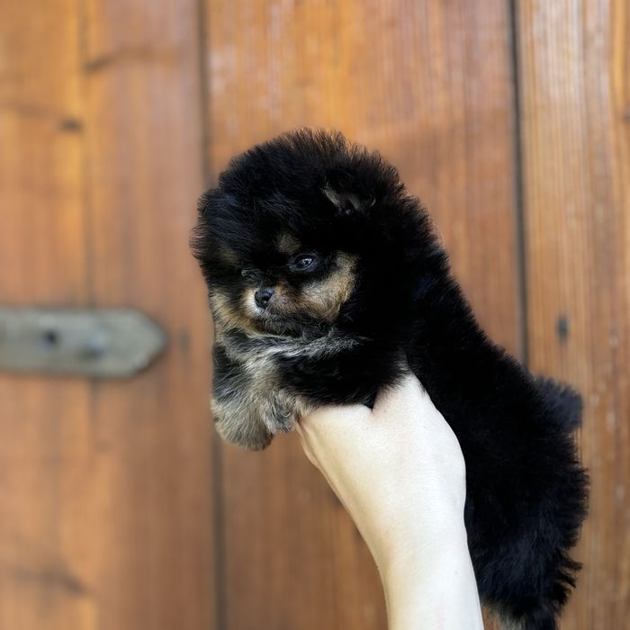 Міні дівчинка шоу класу тип ведмедик