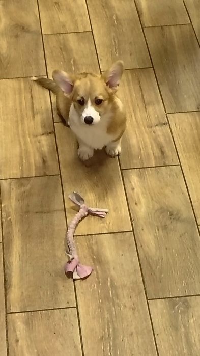 Welsh Corgi Pembroke FCI piesek