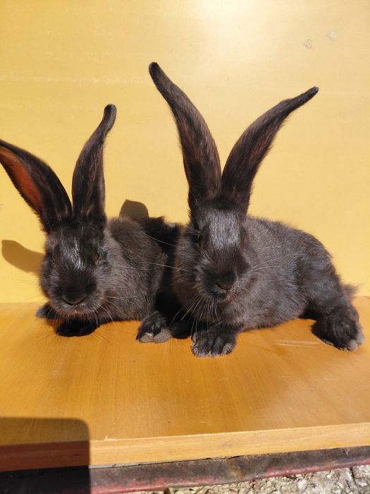 Sprzedam belgi czarne i żelaziste