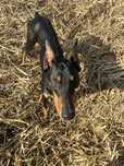 Sprzedam dobermana