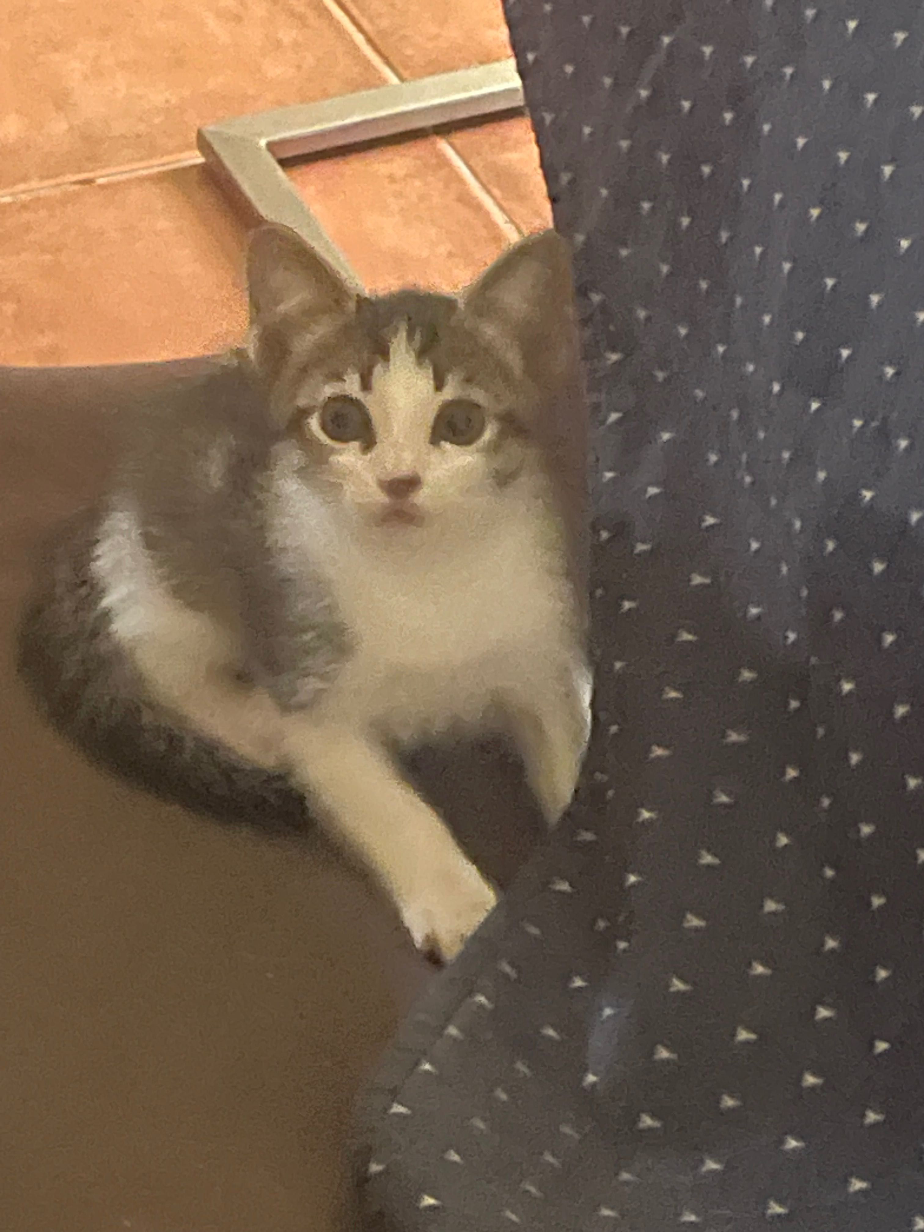 Gatilhos Para Adoptar