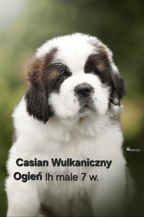 Piekna suczka bernardyn FCI