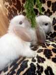 Кролики сиамские декоративные вислоухие (mini lop)