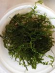 Musgo christmas 2,50€