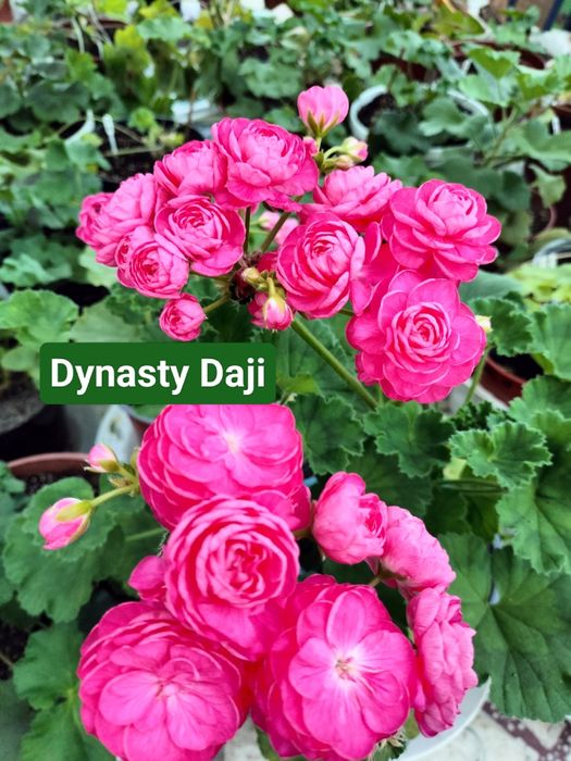 Пеларгонія сортова