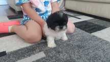 Shih tzu piesek z rodowodem