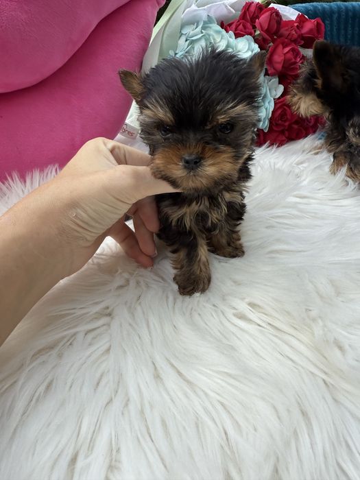 Супер міні йорк терєр