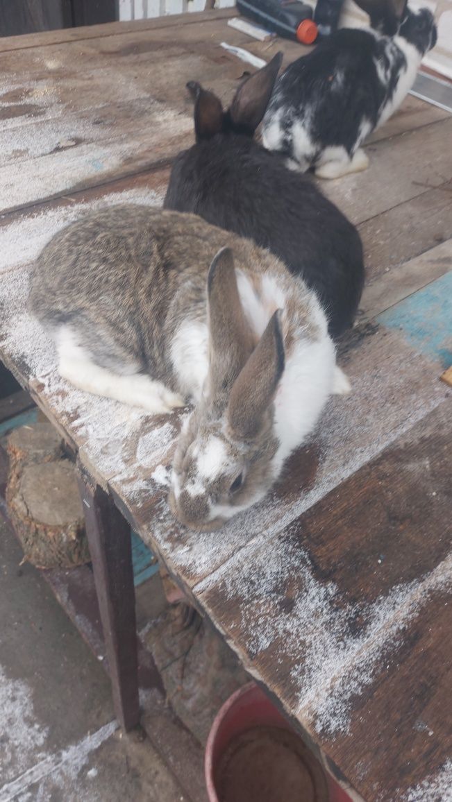 Кролики породи Полтавський Строкач