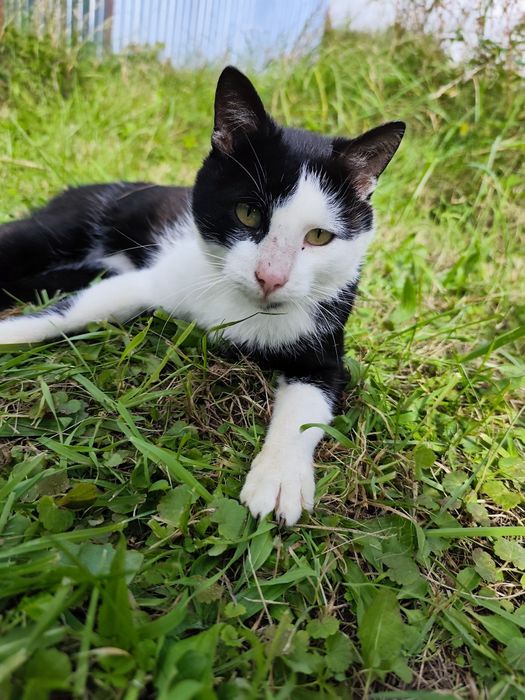 Kot szuka DOMU, Edzio kot w potrzebie szuka domu