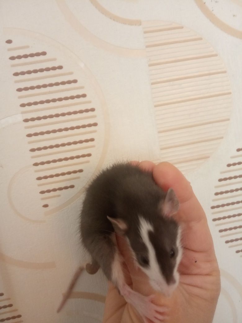 Продам щура домашні щурики маленьки пацюки пацючки