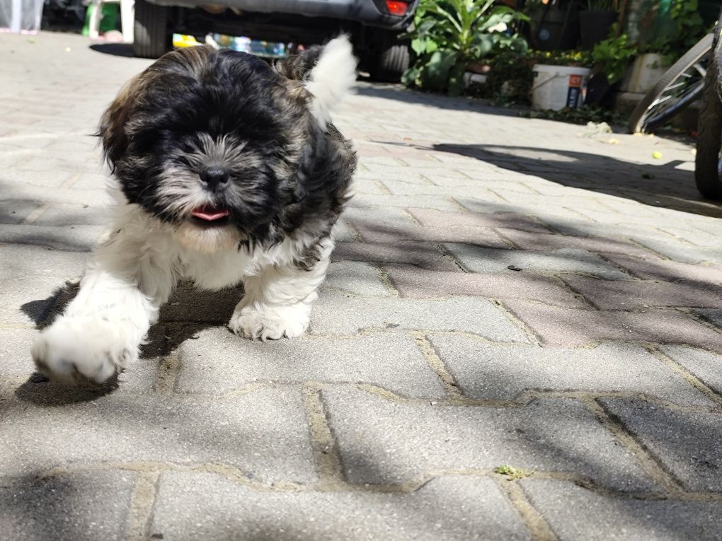 Piesek tricolor Shih tzu gotow do zmiany domku