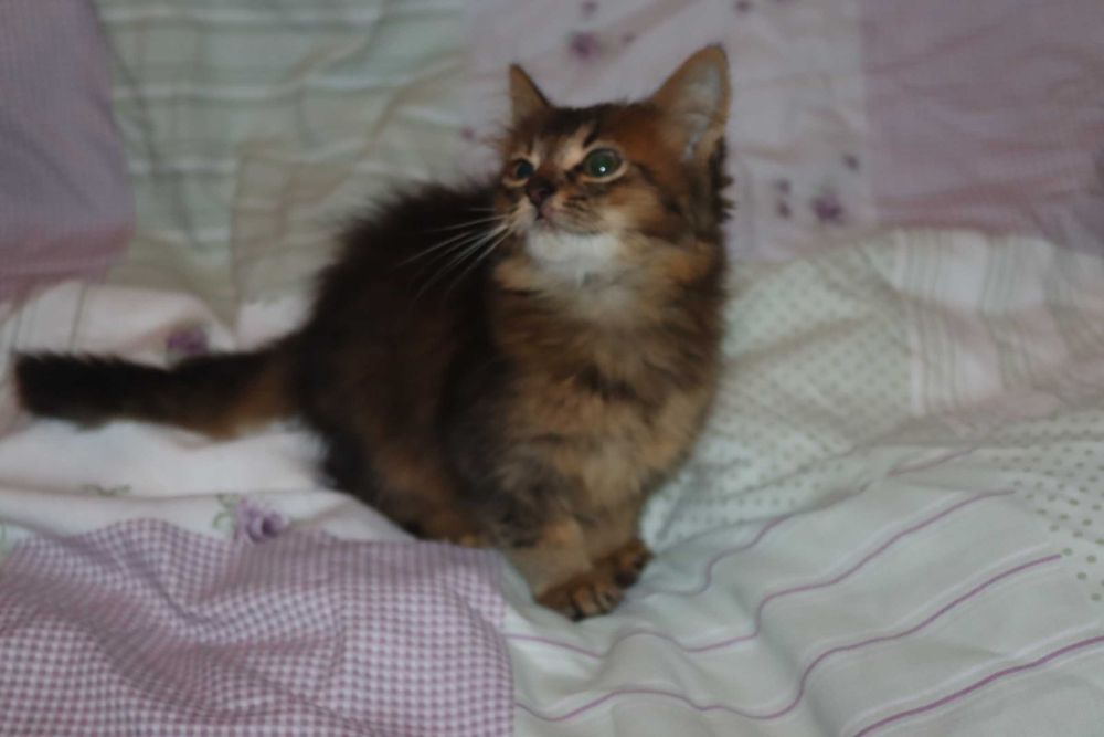 Кот котенок сомалийский - абиссинцы длиники