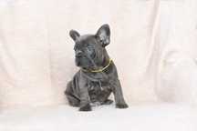 buldog francuski-rozne kolory