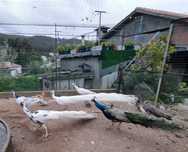 Pavões varias raças e idades