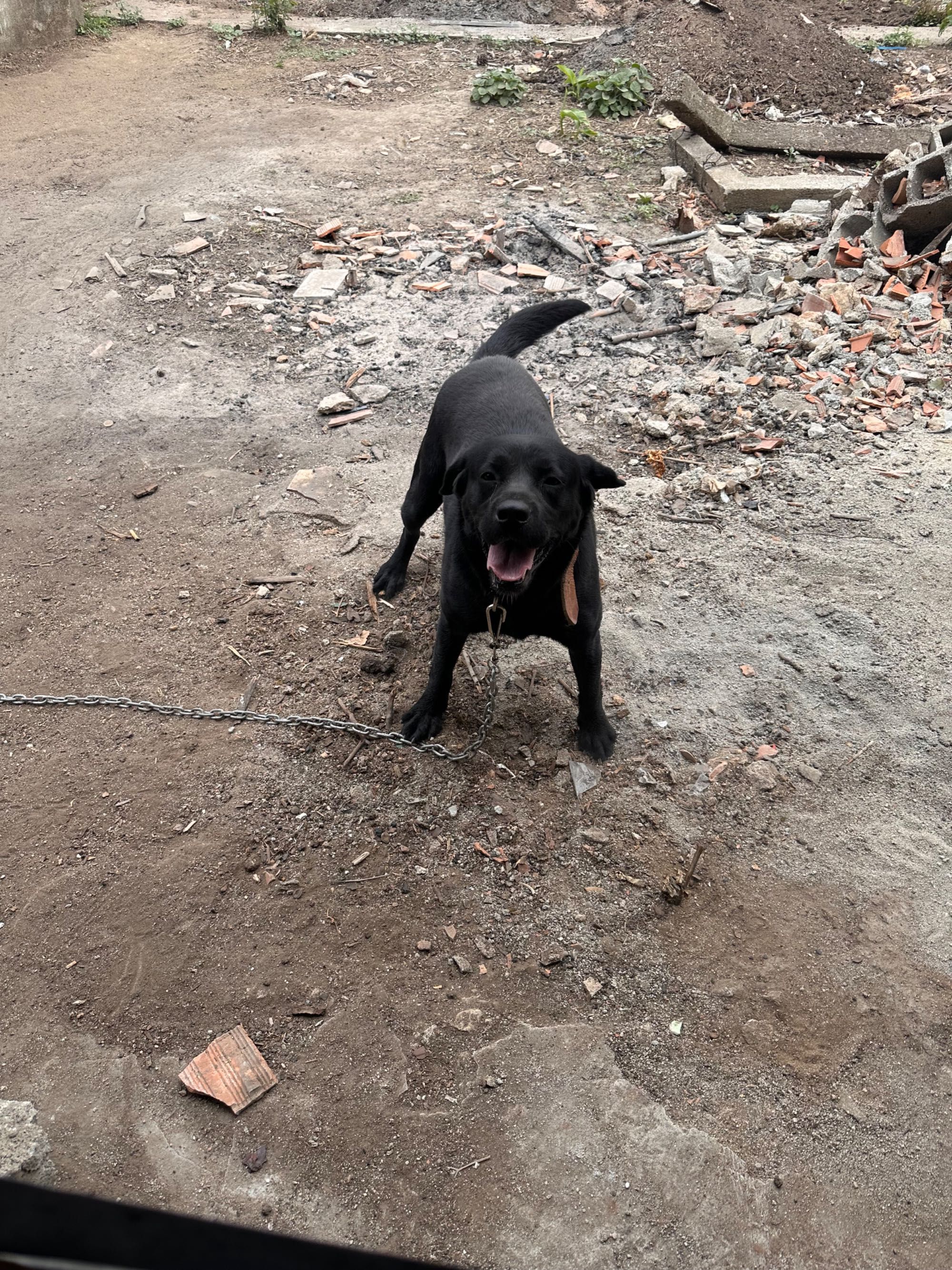 Cão cruzado com labrador