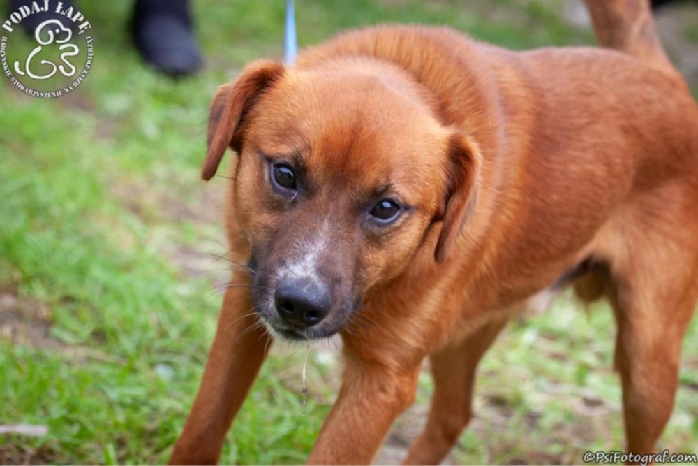 Dom potrzebny na juz, psie dziecko gaśnie w oczach