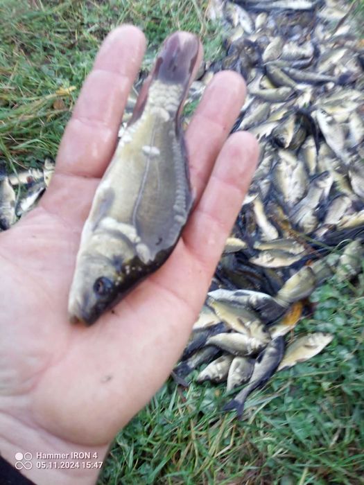 Karp amur tolpyga  lin  szczupak narybek kroczek