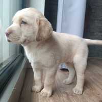 Labrador retriever