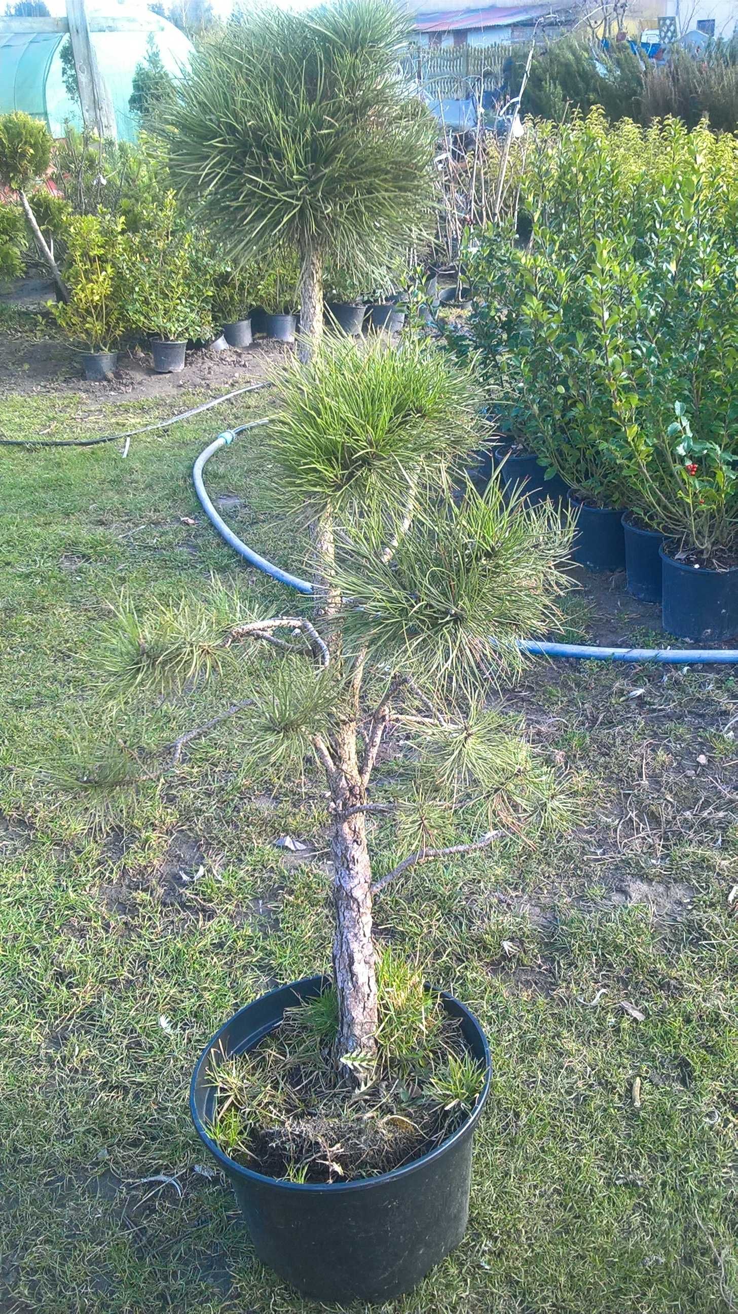 Ogrodowe Bonsai Niwaki