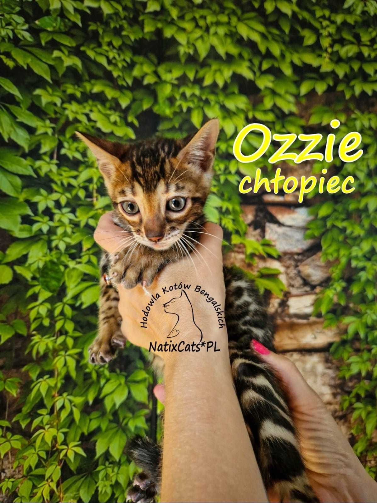 kotek bengalski, Kocurek wykastrowany OZZIE FPL/FIFe